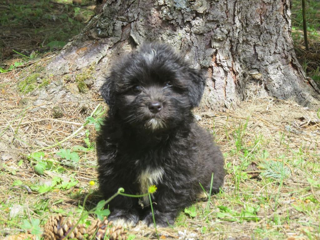 chiot Bichon Havanais Du printemps des olivets