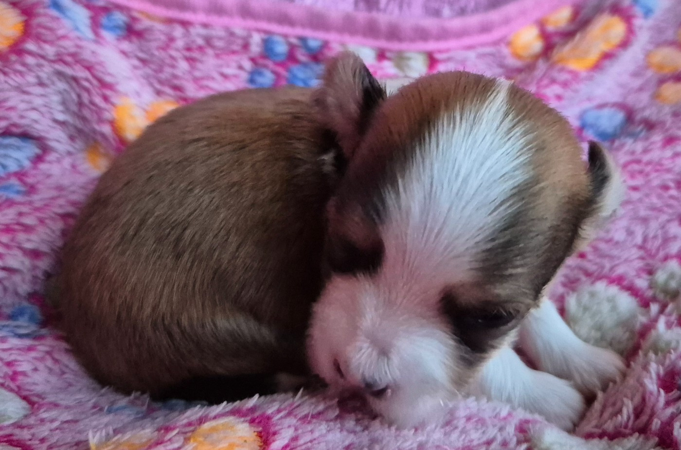 Du printemps des olivets - Chiots disponibles - Bichon Havanais