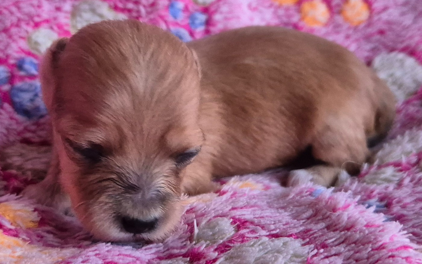 Du printemps des olivets - Chiots disponibles - Bichon Havanais