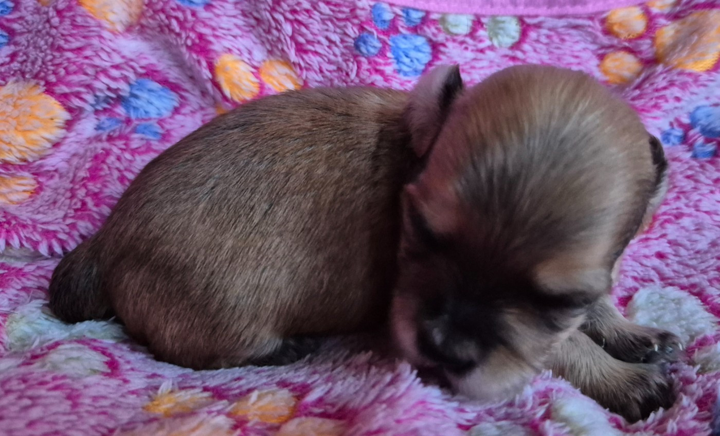 Du printemps des olivets - Chiots disponibles - Bichon Havanais