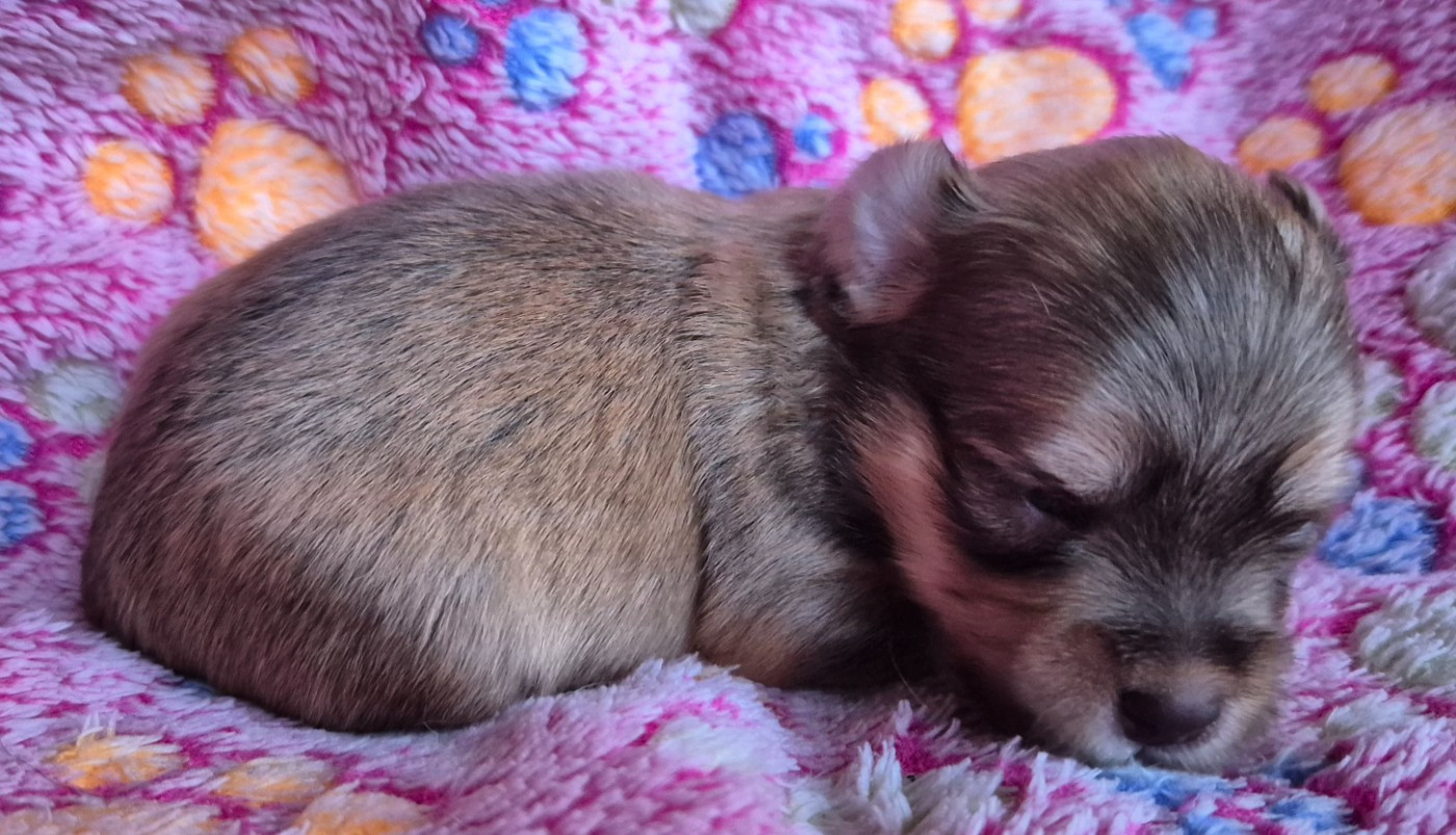 Du printemps des olivets - Chiots disponibles - Bichon Havanais