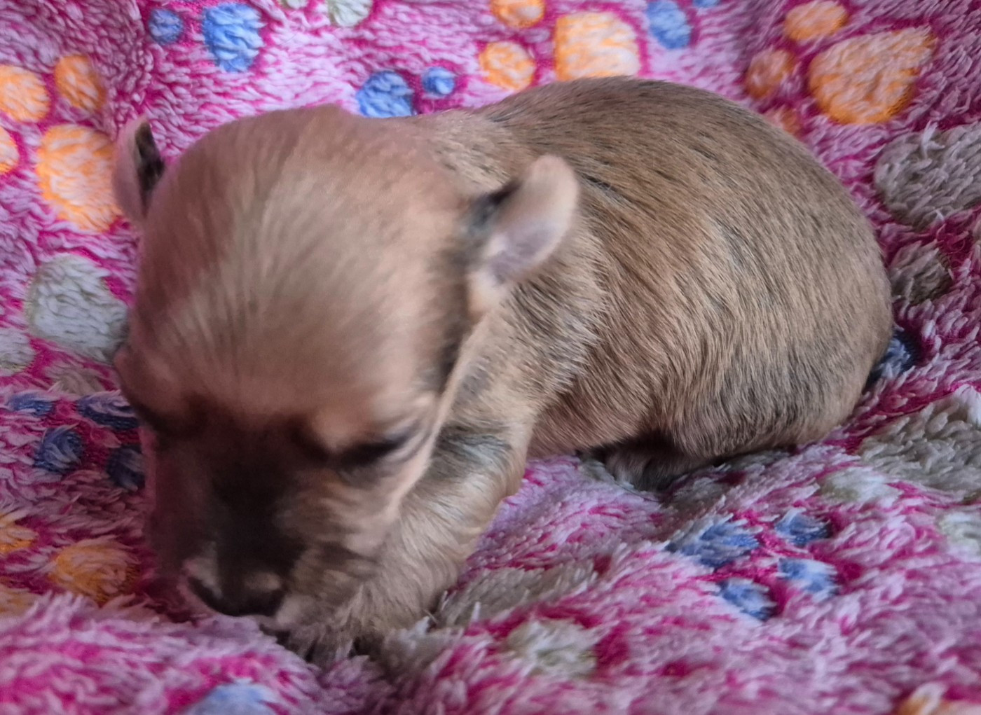 Du printemps des olivets - Chiots disponibles - Bichon Havanais