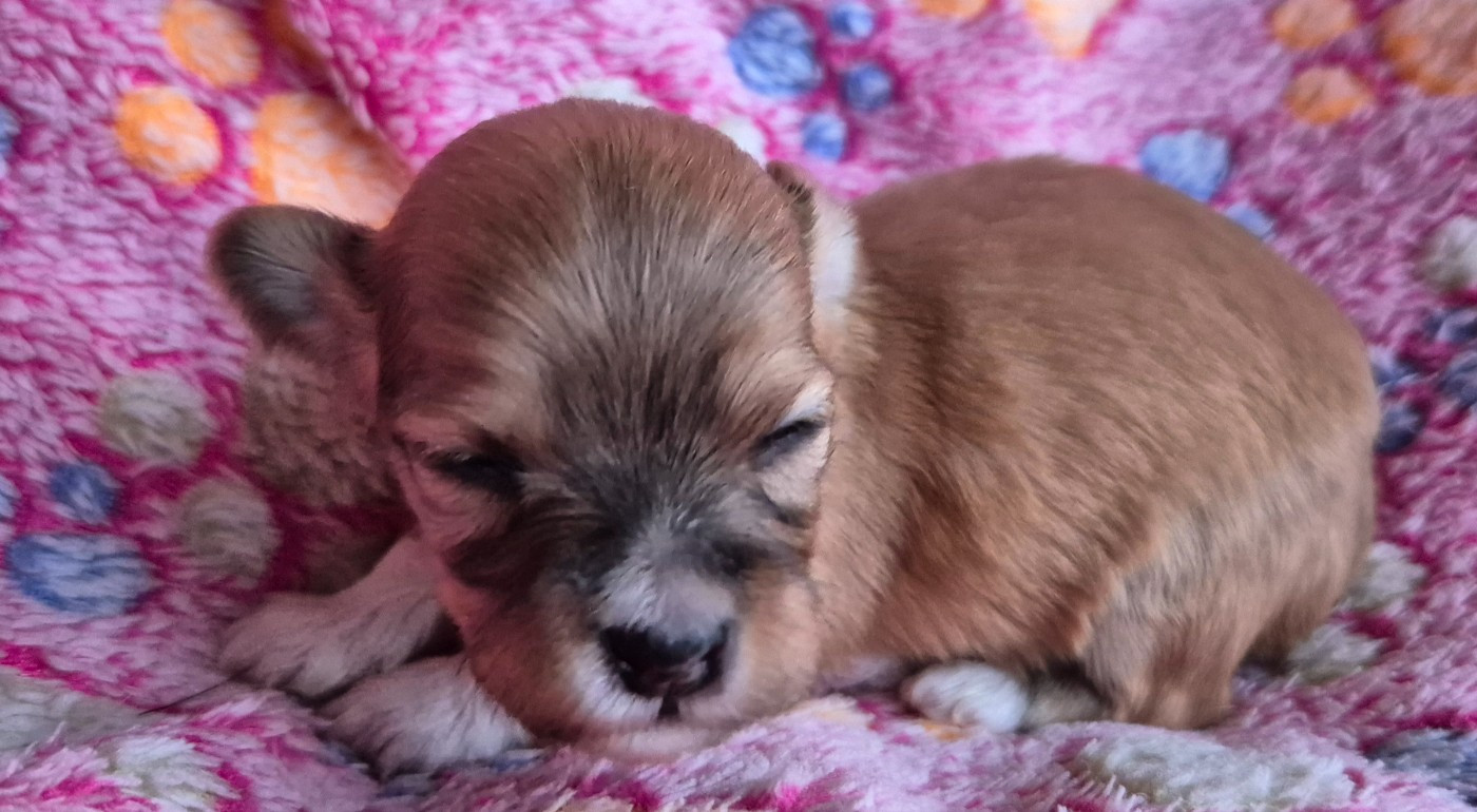 Du printemps des olivets - Chiots disponibles - Bichon Havanais