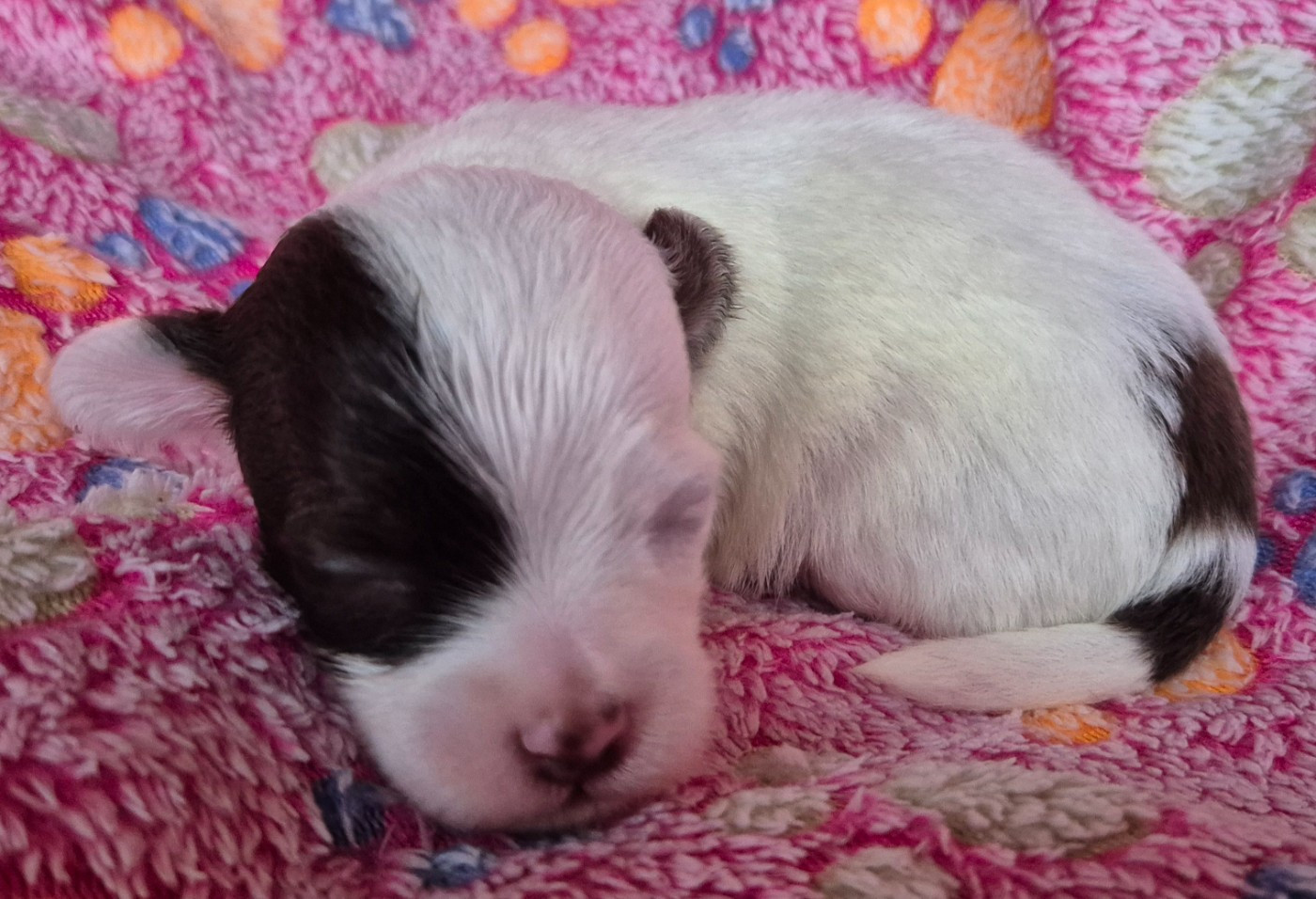 Du printemps des olivets - Chiots disponibles - Bichon Havanais