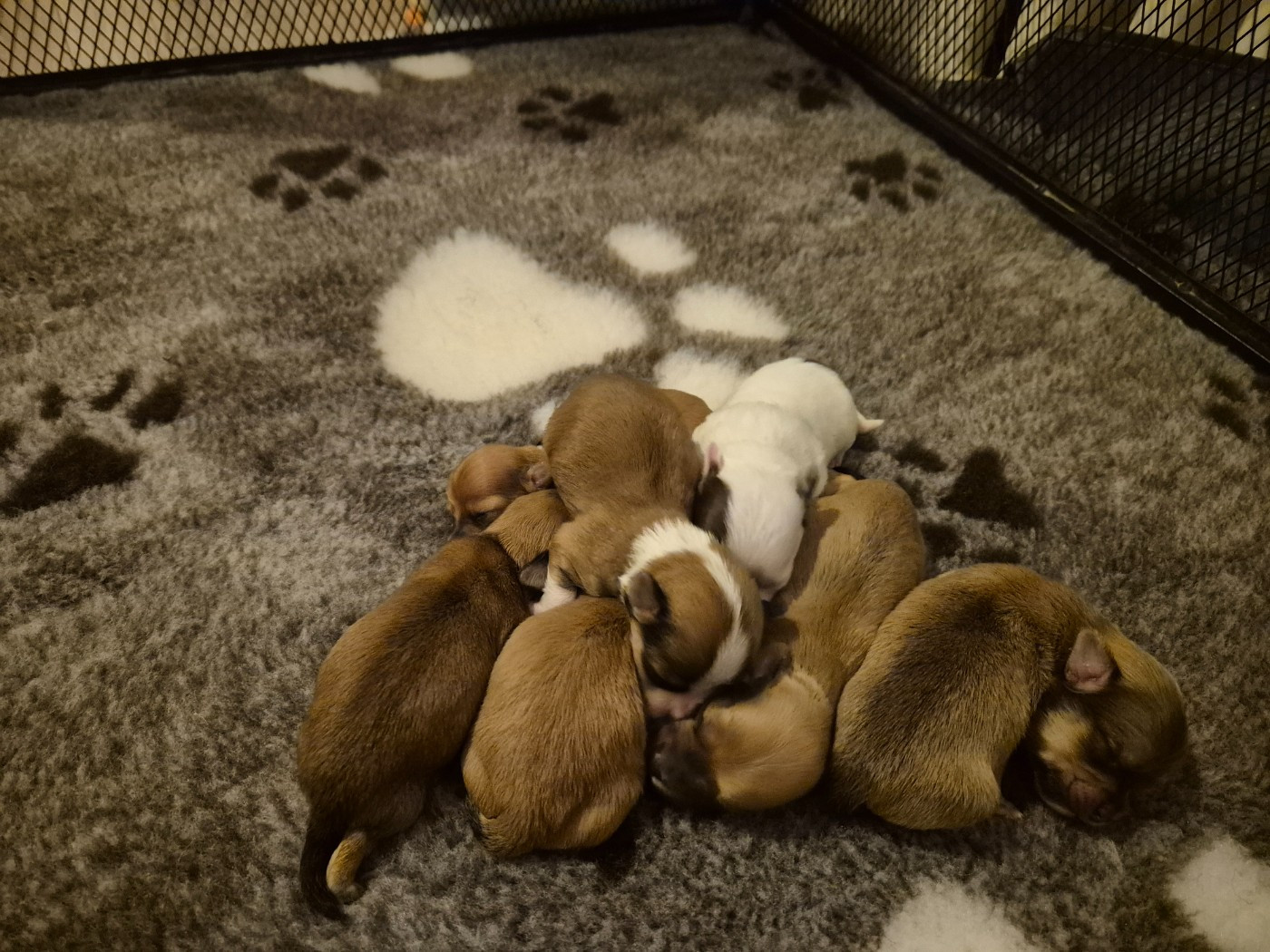 Chiot Bichon Havanais Du printemps des olivets