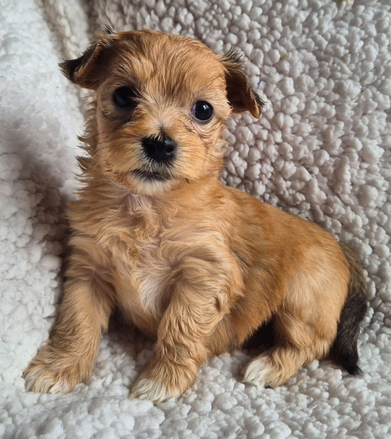 Du printemps des olivets - Chiots disponibles - Bichon Havanais