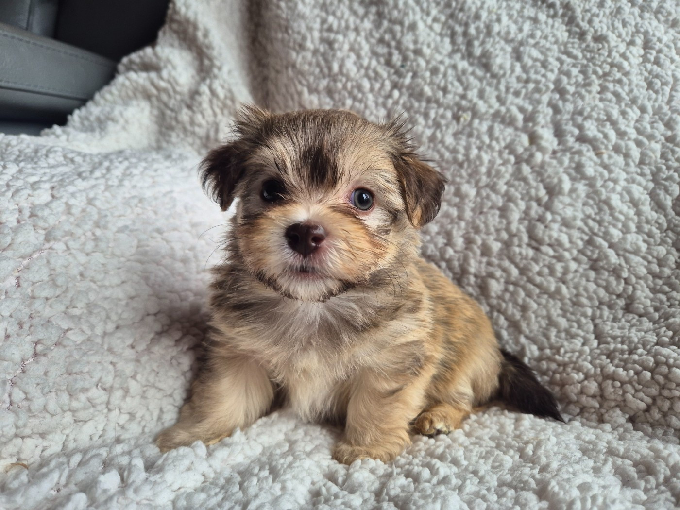 Du printemps des olivets - Chiots disponibles - Bichon Havanais