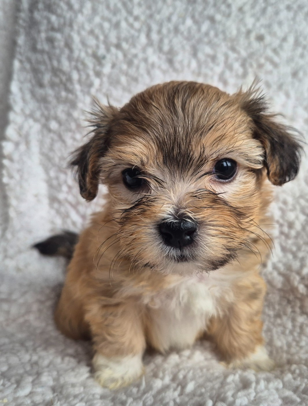 Du printemps des olivets - Chiots disponibles - Bichon Havanais