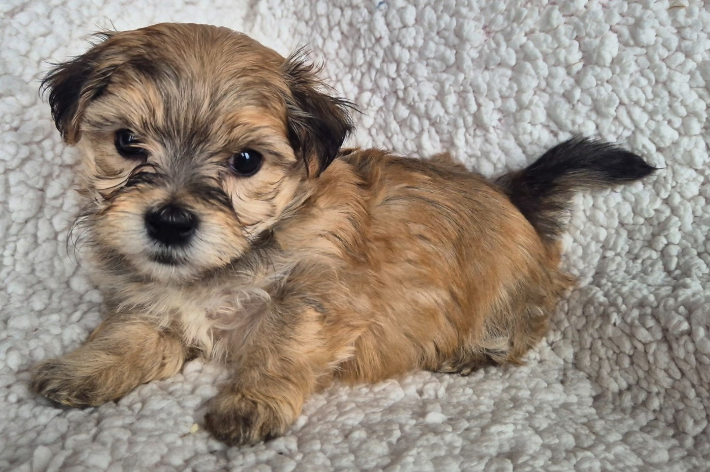 Du printemps des olivets - Chiots disponibles - Bichon Havanais