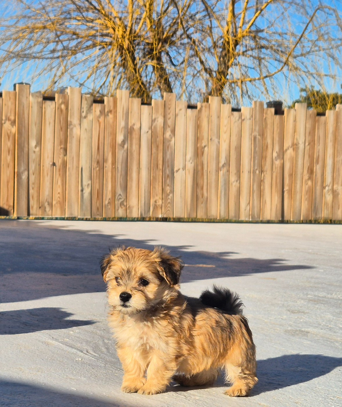 Du printemps des olivets - Chiots disponibles - Bichon Havanais