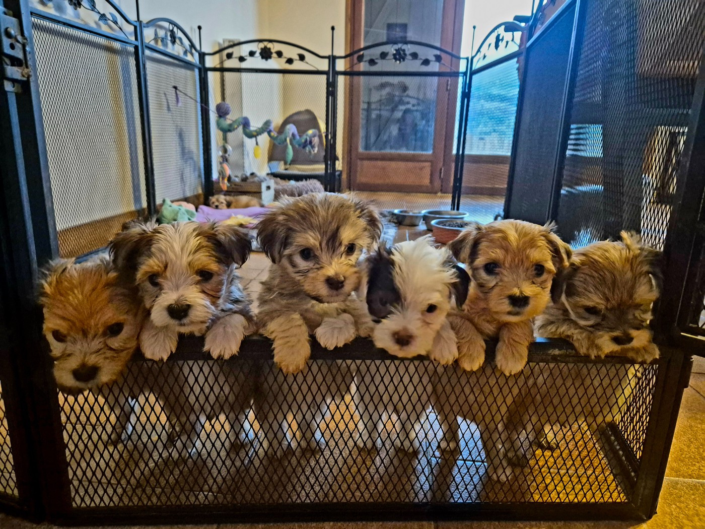 Chiot Bichon Havanais Du printemps des olivets