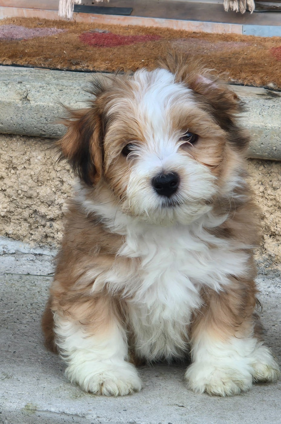 Du printemps des olivets - Chiots disponibles - Bichon Havanais