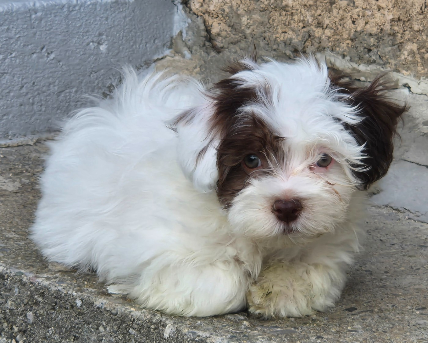 Du printemps des olivets - Chiots disponibles - Bichon Havanais