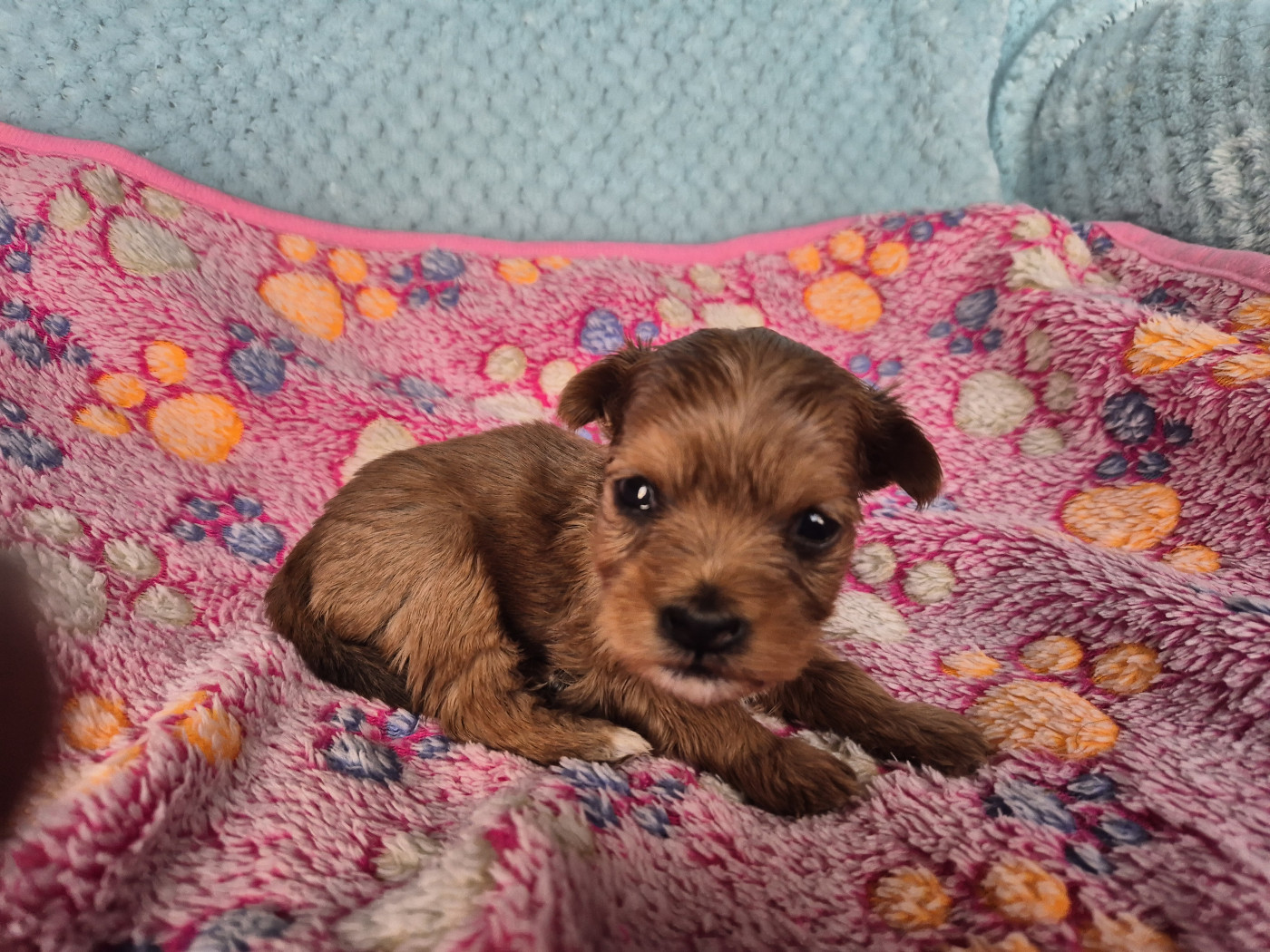 Du printemps des olivets - Chiots disponibles - Bichon Havanais