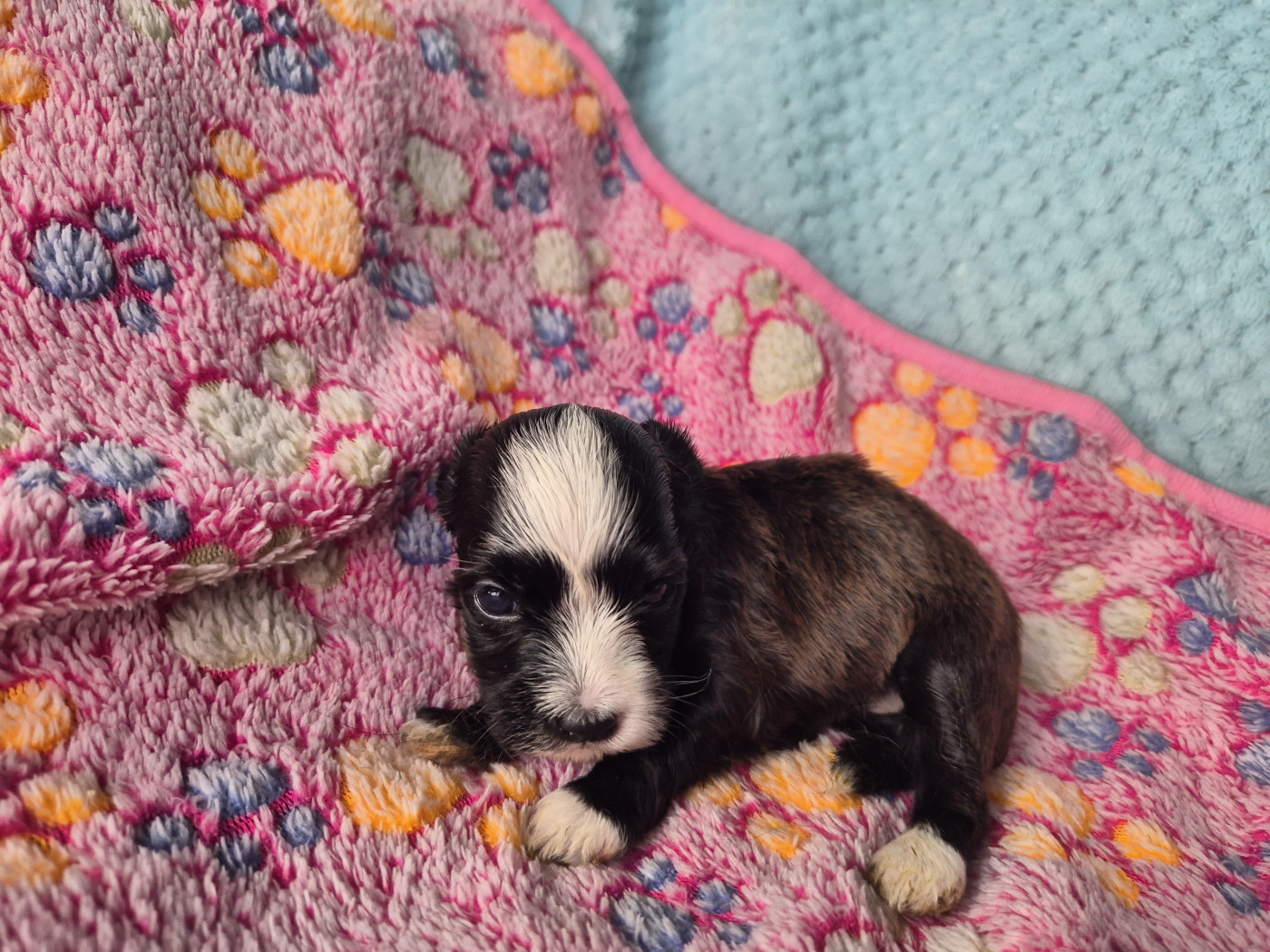 Du printemps des olivets - Chiots disponibles - Bichon Havanais