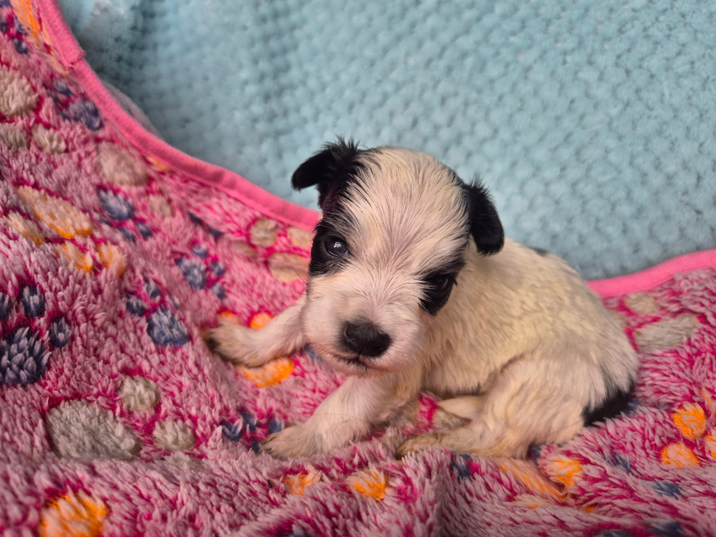 Du printemps des olivets - Chiots disponibles - Bichon Havanais