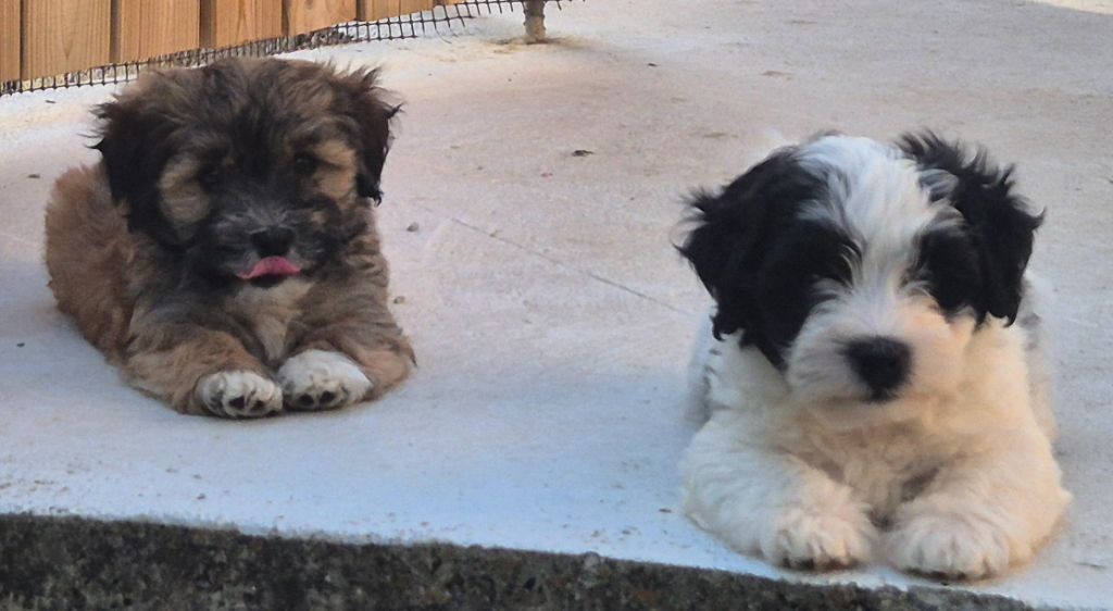 Chiot Bichon Havanais Du printemps des olivets