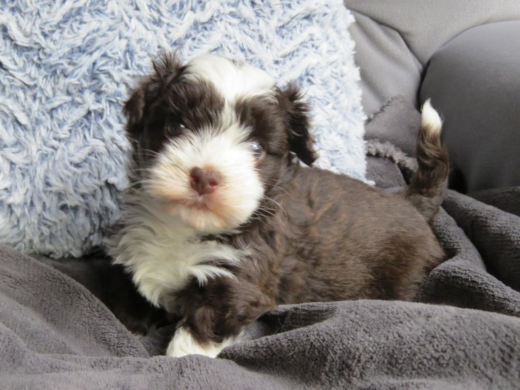 Chiot Bichon Havanais Du printemps des olivets
