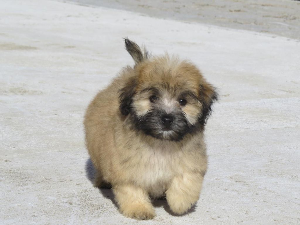 Chiot Bichon Havanais Du printemps des olivets