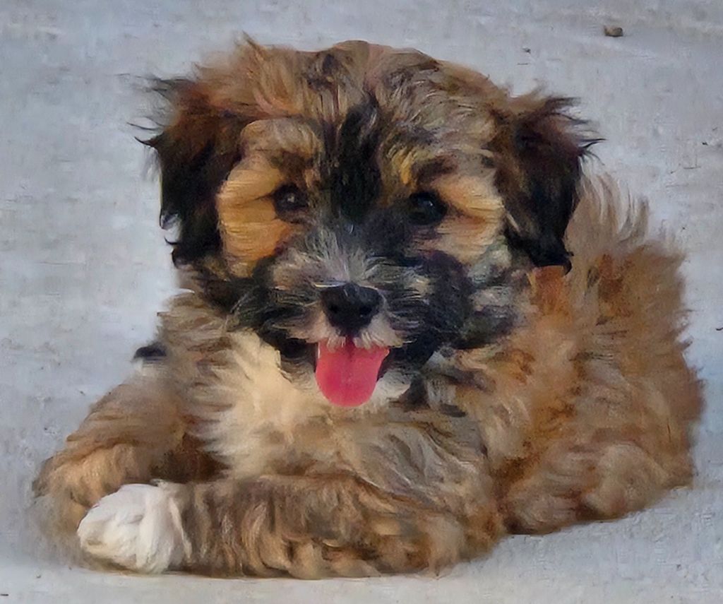 Du printemps des olivets - Chiots disponibles - Bichon Havanais