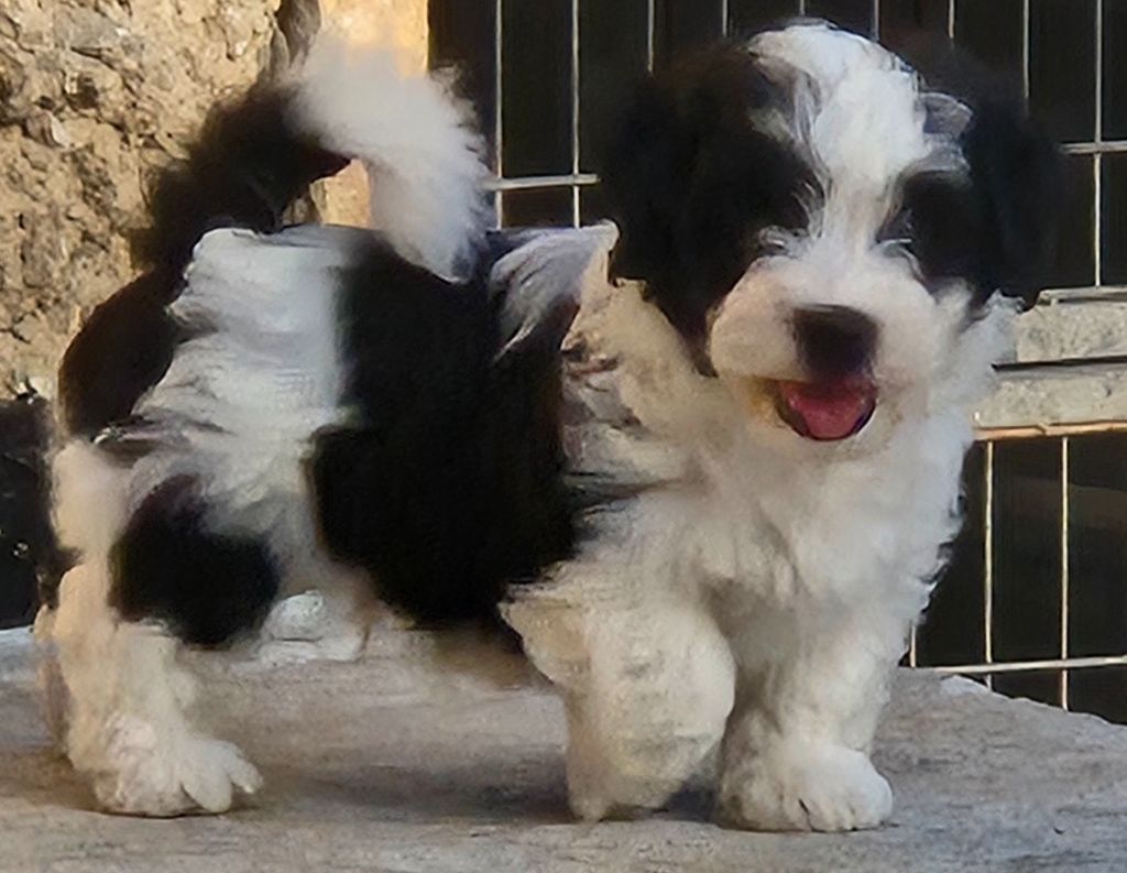 Du printemps des olivets - Chiots disponibles - Bichon Havanais