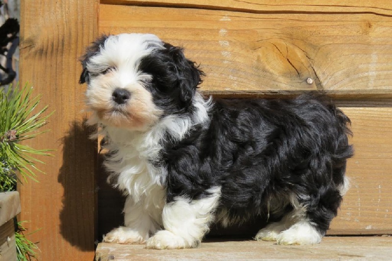 Elevage Du Printemps Des Olivets Eleveur De Chiens Bichon Havanais